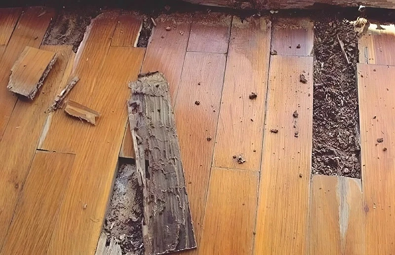 Cần thay thế sàn gỗ mới nếu bị hư hỏng nghiêm trọng